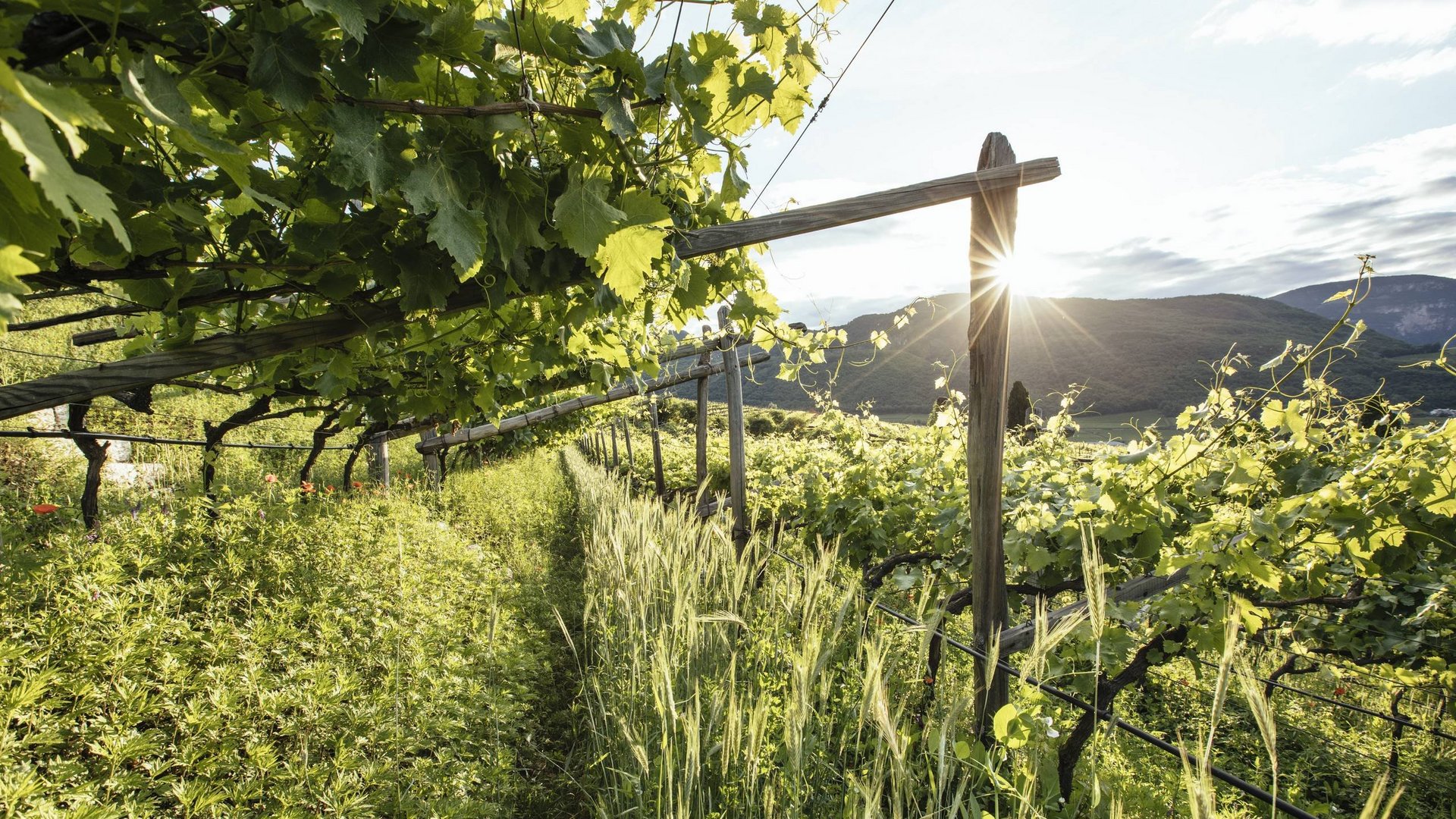 Castel Montani: splendidi alloggi in Alto Adige Castel Montani: splendidi alloggi in Alto Adige